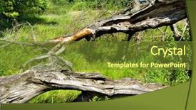  Presentation with oak - Presentation theme enhanced with backwoods - old tumbled oak background and a tawny brown colored foreground