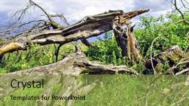  Presentation with oak - PPT theme consisting of backwoods - old tumbled oak background and a yellow colored foreground