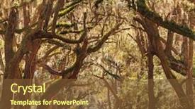  Presentation with botany - Cool new theme with backwoods - trees tunnel -botany bay south backdrop and a tawny brown colored foreground