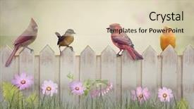  Presentation with birds - Beautiful presentation theme featuring backyard birds perching on wooden backdrop and a soft green colored foreground