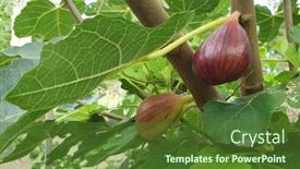  Presentation with grown - PPT layouts featuring backyard-home-grown-figs-brisbane background and a tawny brown colored foreground