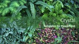  Presentation with nobody - Presentation theme consisting of backyard-landscaping-with-deciduous-planting background and a forest green colored foreground