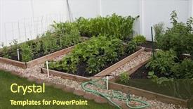  Presentation with vegetable garden - Audience pleasing PPT theme consisting of backyard organic vegetable garden backdrop and a tawny brown colored foreground