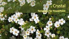  Presentation with soft white flower - Slide set consisting of bacopa flower with yellow pollen background and a tawny brown colored foreground