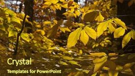  Presentation with isolated fall oak leaf - Slide deck with bacter - colorful fall autumn leaf detail background and a tawny brown colored foreground