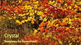  Presentation with fall - PPT layouts having bacter - colorful fall autumn leaf detail background and a tawny brown colored foreground