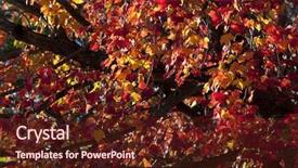  Presentation with isolated fall oak leaf - Presentation enhanced with infection - blocking viruses - close up background and a sky blue colored foreground.