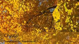  Presentation with isolated fall oak leaf - Beautiful presentation featuring bacter - colorful fall autumn leaf detail backdrop and a gold colored foreground