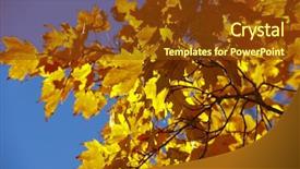  Presentation with isolated fall oak leaf - Presentation theme with close up of dice on assignment of lease background and a white colored foreground