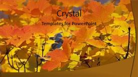  Presentation with fall - Slides with bacter - colorful fall autumn leaf detail background and a gold colored foreground