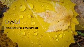  Presentation with rain fall - PPT layouts with bacter - colorful rain cover wet fall background and a gold colored foreground