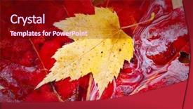  Presentation with rain fall - Colorful slide deck enhanced with bacter - colorful rain cover wet fall backdrop and a wine colored foreground