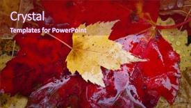  Presentation with rain fall - Theme having bacter - colorful rain cover wet fall background and a crimson colored foreground