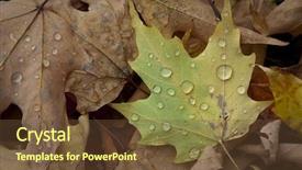  Presentation with rain fall - Slides enhanced with bacter - colorful rain cover wet fall background and a tawny brown colored foreground