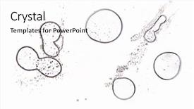  Presentation with urine - Slide set having bacteria - cells in a urine sample background and a white colored foreground