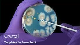  Presentation with petri dish - Slides enhanced with bacteria - hand in violet glove holds background and a violet colored foreground