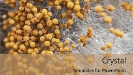  Presentation with aspergillus - Presentation design enhanced with bacteria - mold background macro shot background and a coral colored foreground