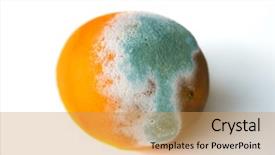  Presentation with mold - Audience pleasing slide deck consisting of bacteria - orange in mold isolated backdrop and a yellow colored foreground