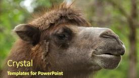  Presentation with coat horse cow camel sheepoffspring - Beautiful theme featuring bactrian-camel-camelus-bactrianus-domesticated backdrop and a tawny brown colored foreground