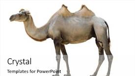 Presentation with camel - Presentation theme consisting of bactrian camel isolated on white background and a white colored foreground