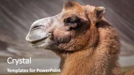  Presentation with kashmir - PPT layouts featuring bactrian camel portrait close up in himalayas hunder village nubra valley ladakh jammu and kashmir india background and a violet colored foreground