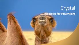  Presentation with camel - Colorful slide set enhanced with bactrian camel portrait in steppe under storm sky mongolia backdrop and a teal colored foreground