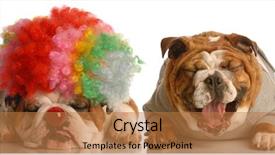  Presentation with english bulldog - Colorful PPT theme enhanced with costumer attitude - english bulldog laughing at another backdrop and a coral colored foreground