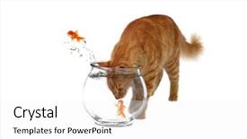  Presentation with goldfish - Amazing PPT layouts having bad cat trying to catch backdrop and a white colored foreground