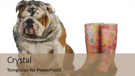  Presentation with english bulldog - Amazing theme having bad dog - muddy english bulldog backdrop and a coral colored foreground