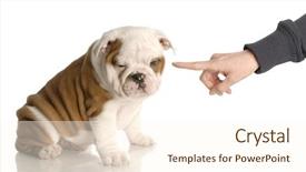  Presentation with old dog - Cool new PPT theme with bad dog - persons hand wagging backdrop and a cream colored foreground