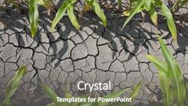  Presentation with corn field - Audience pleasing PPT theme consisting of bad lands - dry drought stricken farm corn backdrop and a gray colored foreground