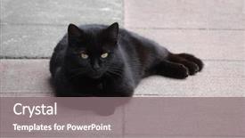  Presentation with cat - PPT theme with bad luck - black cat lies and looking background and a gray colored foreground