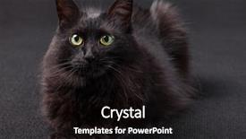  Presentation with black female - Slide deck consisting of bad luck - black cat lying down facing background and a black colored foreground