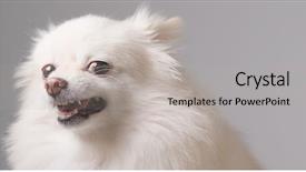  Presentation with magic wand dog - Colorful presentation theme enhanced with bad teeth - angry pomeranian dog barking backdrop and a light gray colored foreground