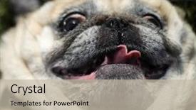  Presentation with funny - Beautiful presentation featuring bad teeth - happy funny face pug backdrop and a mint green colored foreground