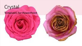  Presentation with white rose - Slide deck enhanced with bad times - wrinkled dry dehydrated flower background and a coral colored foreground