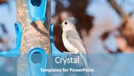  Presentation with fish feeder - Cool new slide deck with hairy caterpillar of butterfly macrothylacia backdrop and a gray colored foreground