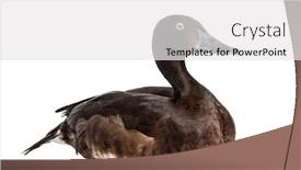  Presentation with duck - Slide set having baer-s-pochard-diving-duck background and a white colored foreground