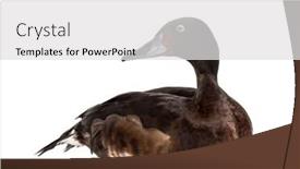  Presentation with duck - Slide deck enhanced with baer-s-pochard-diving-duck background and a light gray colored foreground