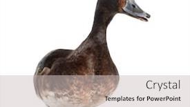  Presentation with duck - Beautiful slides featuring baer-s-pochard-diving-duck backdrop and a light gray colored foreground