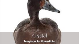  Presentation with duck - Cool new PPT theme with baer-s-pochard-diving-duck backdrop and a tawny brown colored foreground