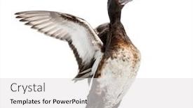  Presentation with duck - Audience pleasing presentation design consisting of baer-s-pochard-spreading backdrop and a light gray colored foreground