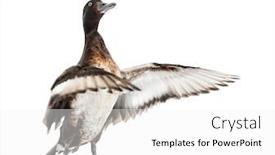  Presentation with duck - Presentation theme featuring baer-s-pochard-spreading background and a white colored foreground