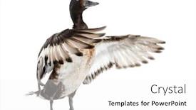  Presentation with duck - Cool new PPT layouts with baer-s-pochard-spreading backdrop and a white colored foreground