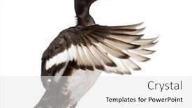  Presentation with duck - Presentation design having baer-s-pochard-spreading background and a light gray colored foreground