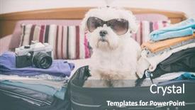  Presentation with suitcase - Theme with bag wearing sunglasses and waiting background and a gray colored foreground