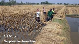  Presentation with rice field - 