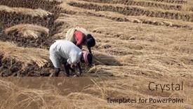  Presentation with rice field - 