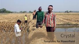  Presentation with rice field - Beautiful presentation theme featuring sandwiches with sausages and cucumbers isolated over white background backdrop and a lemonade colored foreground