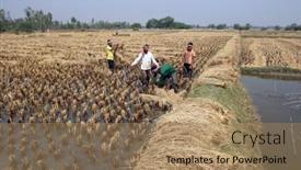  Presentation with rice field - 